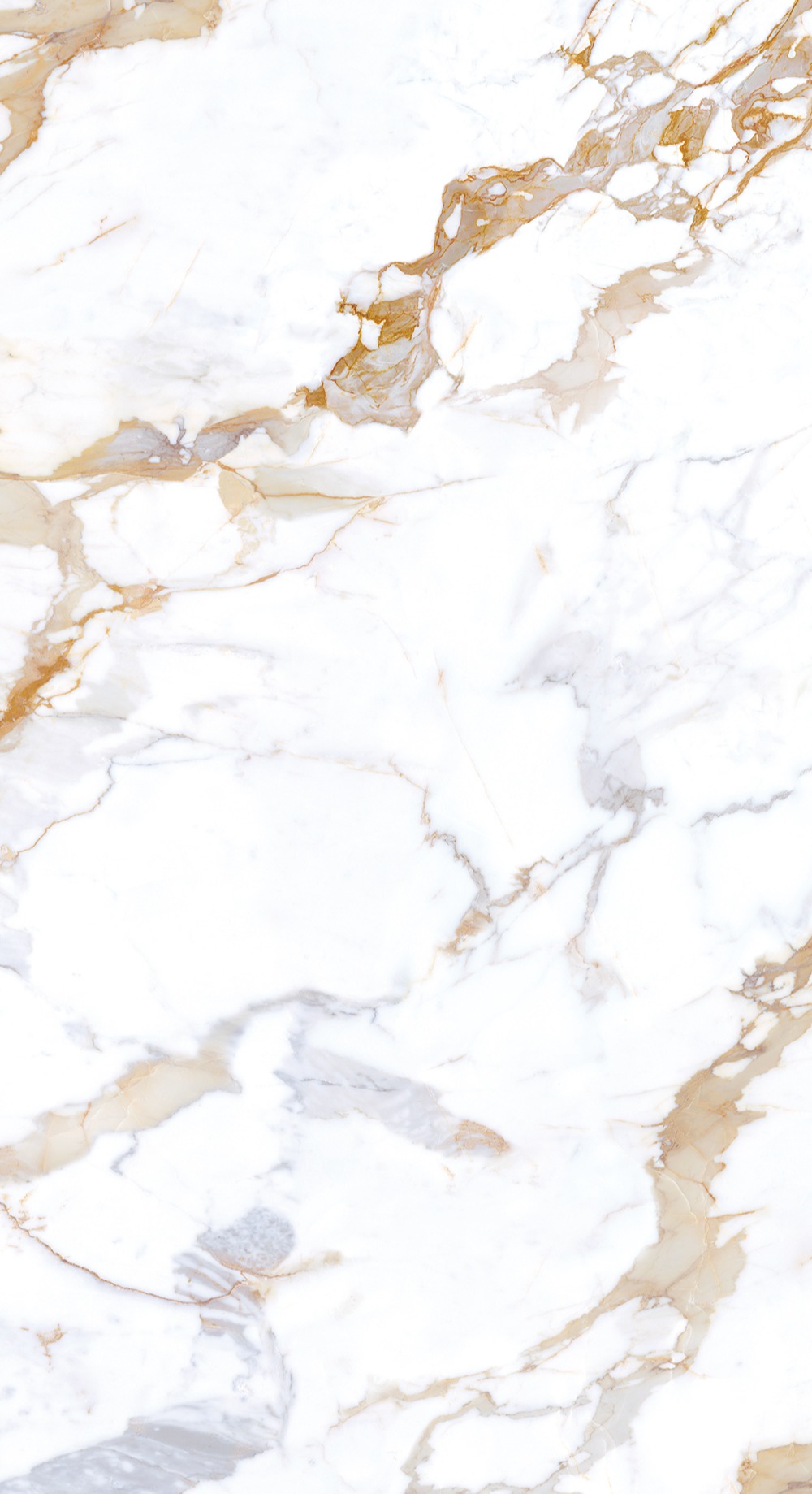 世纪金（鱼肚金）